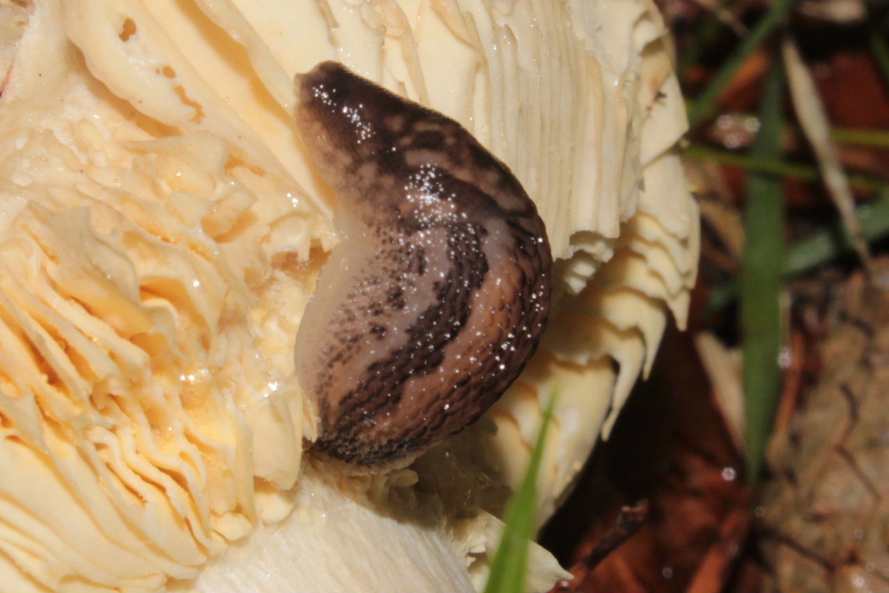 Limax maximus (?) da Lame-Rezzoaglio (GE)